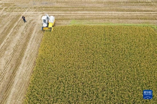 11月4日，在南通市通州區(qū)十總鎮(zhèn)育民村農(nóng)場(chǎng)，一臺(tái)設(shè)置好參數(shù)的無(wú)人收割機(jī)在工作中（無(wú)人機(jī)照片）。