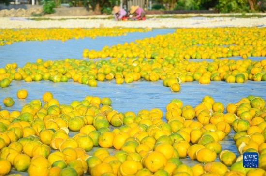 11月25日在廣東省江門市新會(huì)區(qū)拍攝的在空地上晾曬的新會(huì)柑皮。