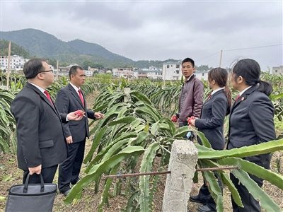  圖④：岑溪法院糯垌法庭法官深入轄區(qū)火龍果基地調(diào)研。