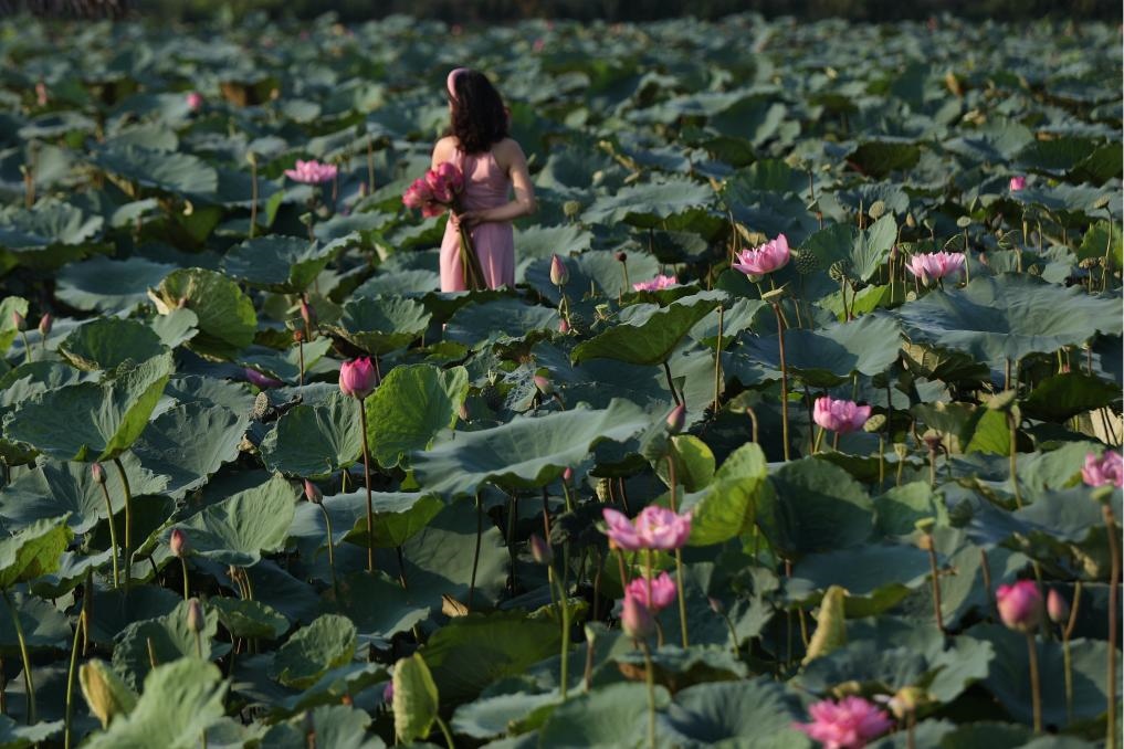 這是2020年7月15日，一名女子在越南首都河內(nèi)西湖畔的荷花叢中留影。