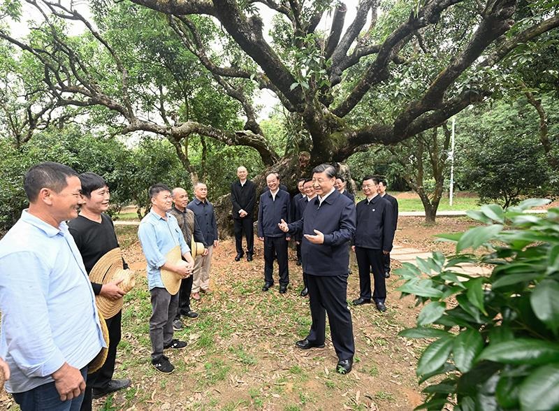 2023年4月11日，習(xí)近平總書記在廣東茂名柏橋村荔枝種植園，同現(xiàn)場技術(shù)人員親切交流。