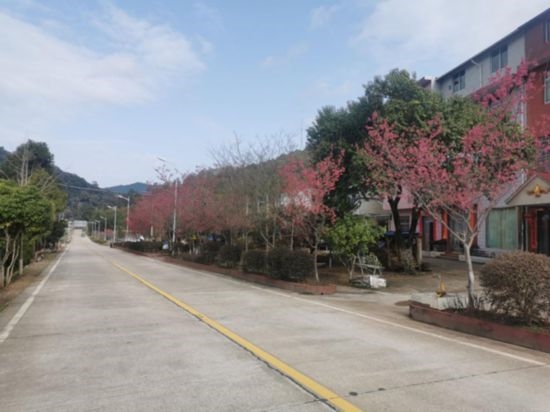 道路兩旁的山櫻花。將樂(lè)縣農(nóng)業(yè)農(nóng)村局供圖