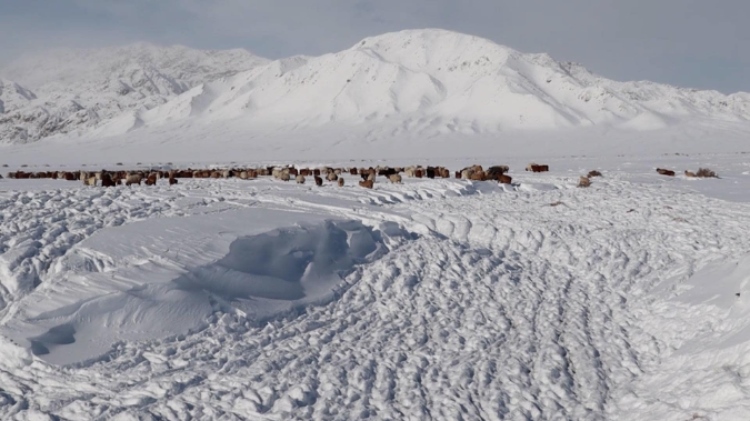 蒙古國近日發(fā)生雪災。圖片來源：蒙政府網(wǎng)站