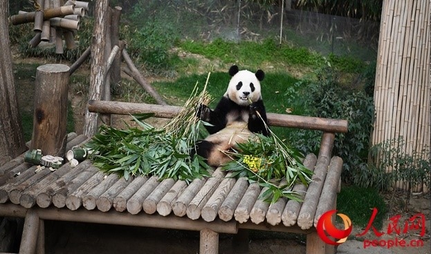 “福寶”享用新鮮的竹子。人民網(wǎng) 李帆攝