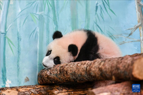 這是3月8日在俄羅斯莫斯科動(dòng)物園拍攝的大熊貓“喀秋莎”。新華社記者 曹陽 攝
