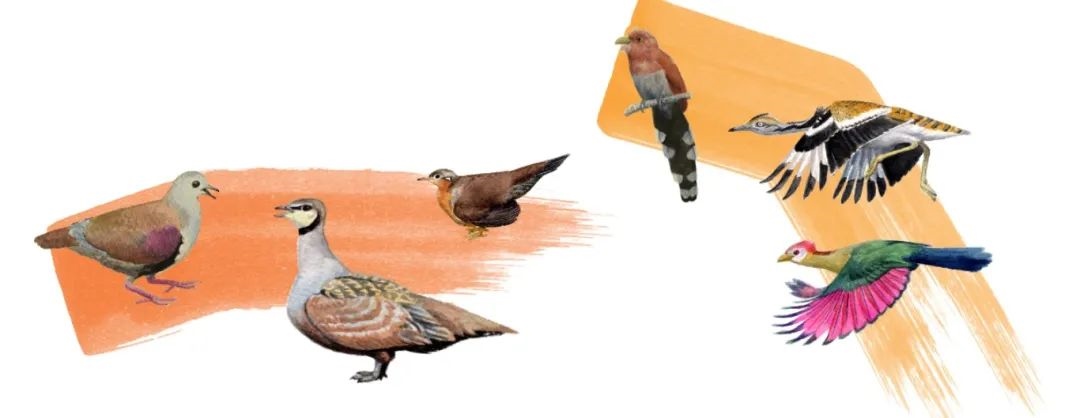 鴿鴇類。浙江大學(xué)供圖