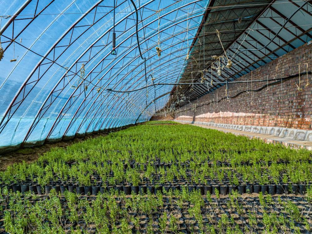 △內(nèi)蒙古一苗圃正在育苗。今年內(nèi)蒙古將投資2200萬元保障“三北”工程種苗供應(yīng)，助力打好“三北”工程攻堅戰(zhàn)。