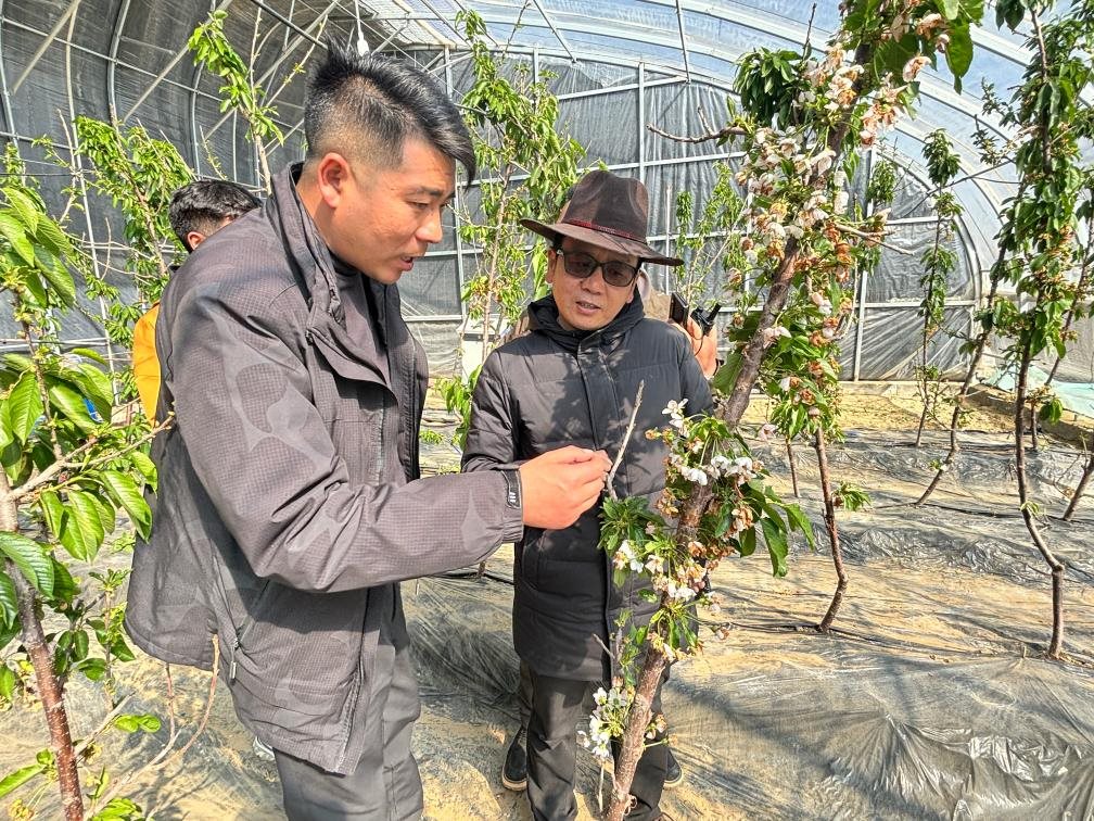 山東援藏小組及技術(shù)人員在大棚查看果蔬長勢。（受訪者供圖）