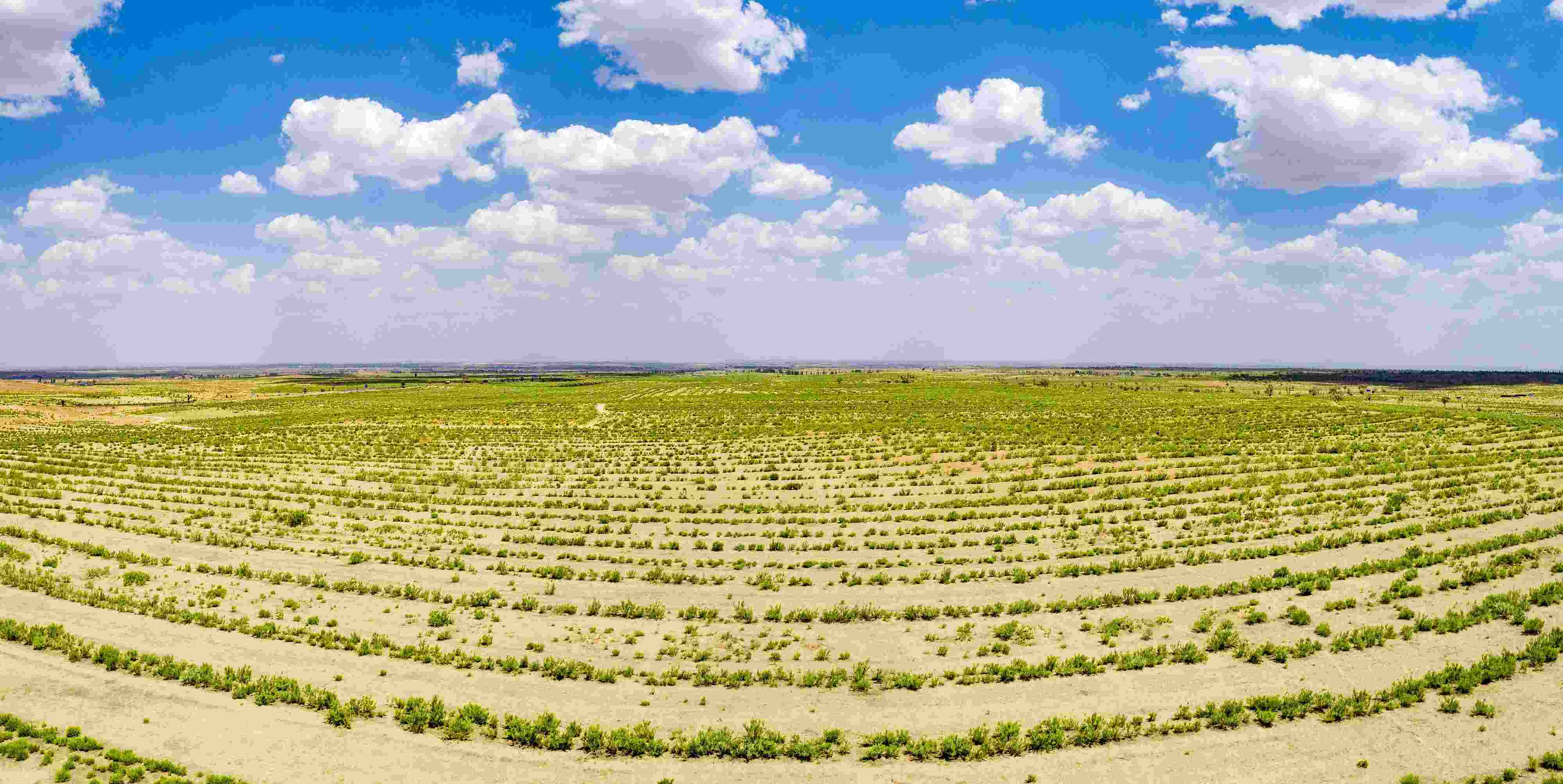 2023年6月7日，內(nèi)蒙古鄂爾多斯，毛烏素沙漠。