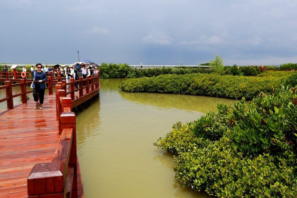 △2023年6月13日，人們在廣東湛江市麻章區(qū)金牛島觀賞紅樹林。
