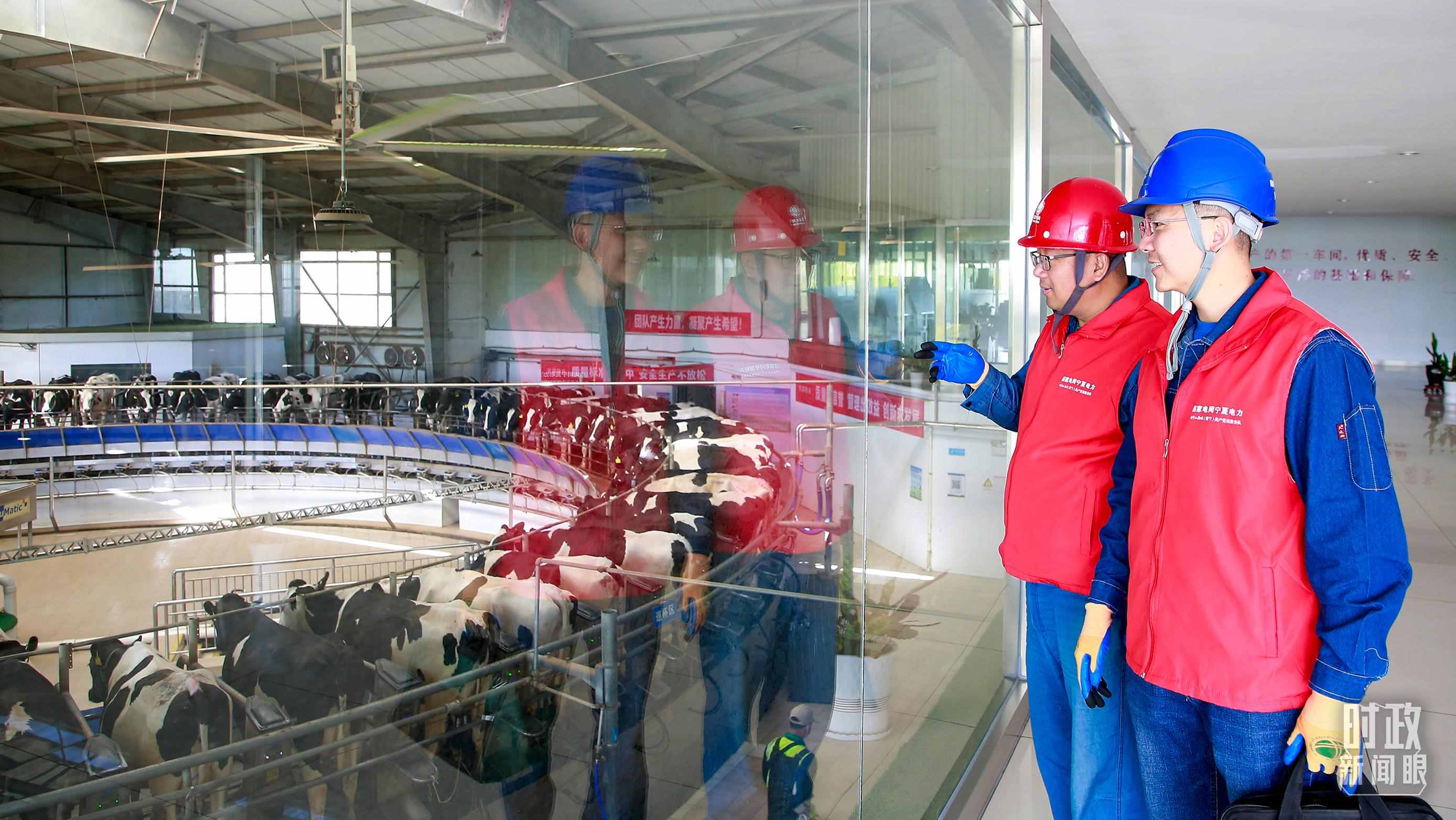  △寧夏銀川，電力員工深入奶牛養(yǎng)殖企業(yè)，助力數(shù)智化養(yǎng)殖。（圖/視覺(jué)中國(guó)）