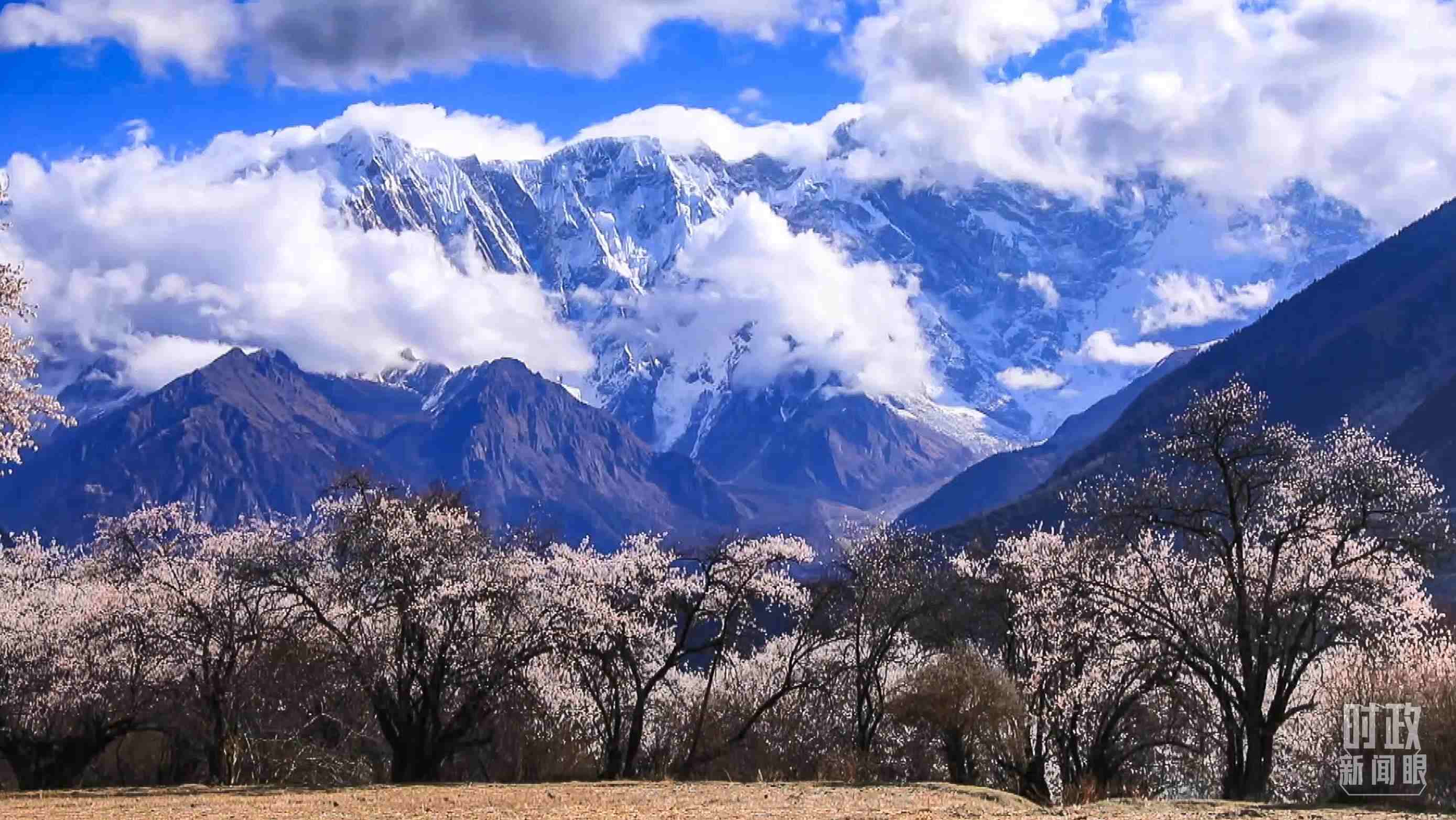 △西藏林芝。（總臺(tái)記者李旭拍攝）