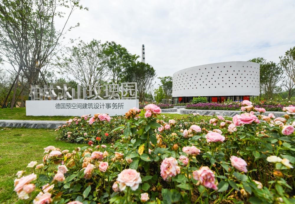 這是2024年4月22日拍攝的成都世園會(huì)主會(huì)場德國柏林冰山玫瑰園。新華社記者 王曦 攝