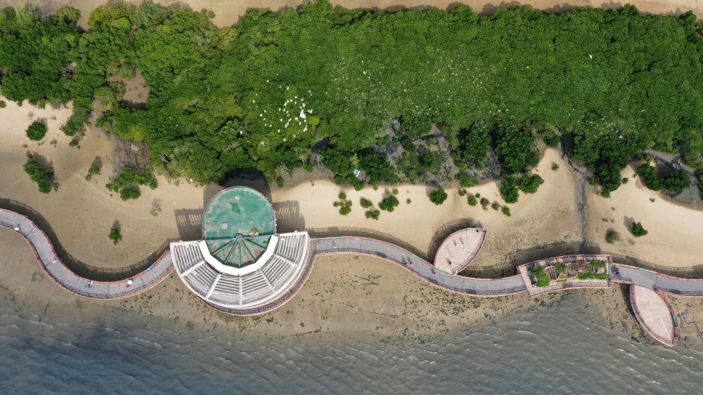 俯瞰廣東湛江市區(qū)海邊的紅樹林（2023年5月25日攝，無人機(jī)照片）。