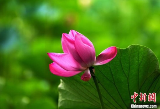 6月19日，時(shí)值一年畢業(yè)季，四川大學(xué)望江校區(qū)荷花池里的荷花盛開(kāi)，成為了畢業(yè)生們的打卡圣地，吸引了眾多畢業(yè)生拍照留念。圖為盛開(kāi)的荷花。中新社記者 安源 攝