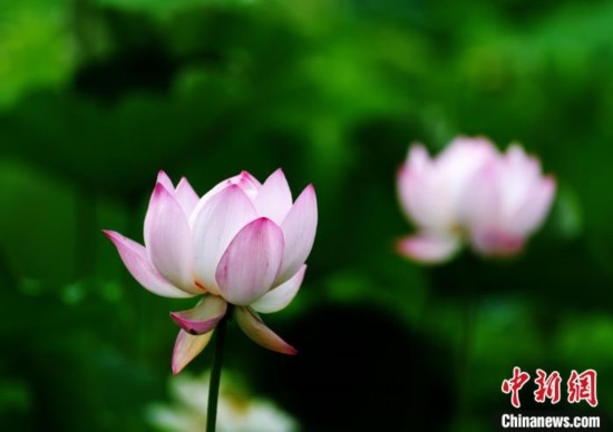 6月19日，時(shí)值一年畢業(yè)季，四川大學(xué)望江校區(qū)荷花池里的荷花盛開(kāi)，成為了畢業(yè)生們的打卡圣地，吸引了眾多畢業(yè)生拍照留念。圖為盛開(kāi)的荷花。中新社記者 安源 攝