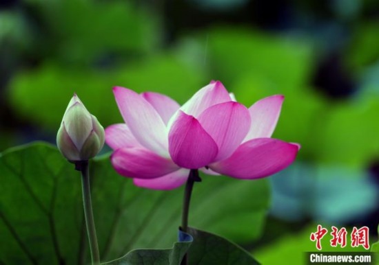 6月19日，時(shí)值一年畢業(yè)季，四川大學(xué)望江校區(qū)荷花池里的荷花盛開(kāi)，成為了畢業(yè)生們的打卡圣地，吸引了眾多畢業(yè)生拍照留念。圖為盛開(kāi)的荷花。中新社記者 安源 攝