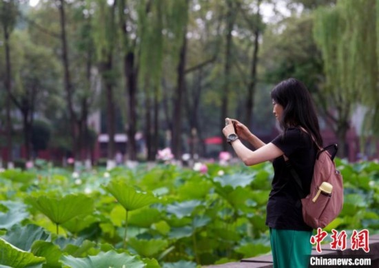 6月19日，時(shí)值一年畢業(yè)季，四川大學(xué)望江校區(qū)荷花池里的荷花盛開(kāi)，成為了畢業(yè)生們的打卡圣地，吸引了眾多畢業(yè)生拍照留念。圖為畢業(yè)生在荷花池邊拍照留念。中新社記者 安源 攝