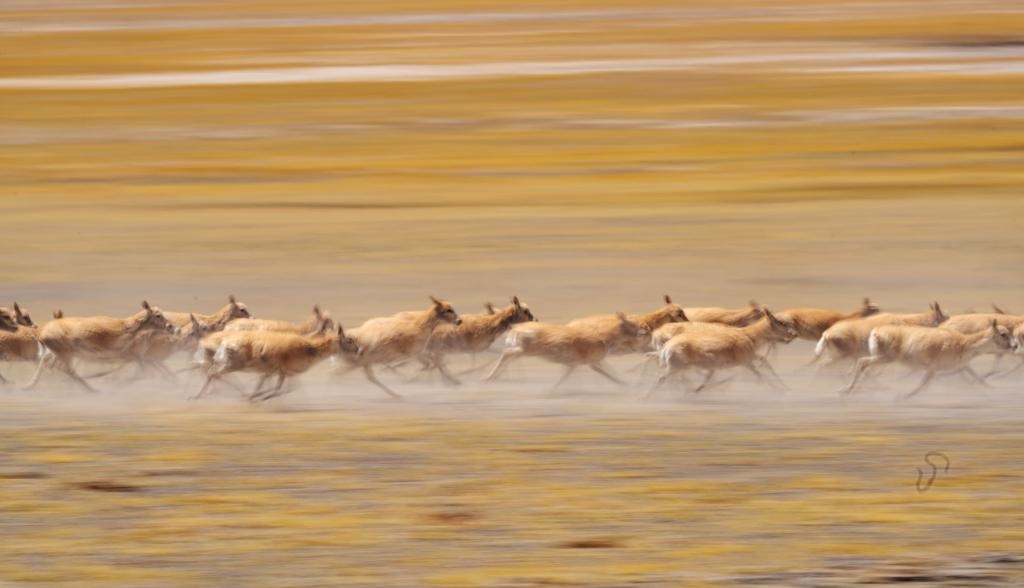 2024年6月13日，在羌塘國家級自然保護(hù)區(qū)，遷徙中的藏羚羊奔跑起來。新華社記者費茂華攝