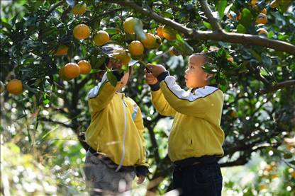 貴州黃平縣小朋友在校外勞動(dòng)實(shí)踐基地采摘柑橘。