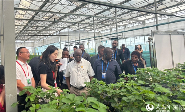 研討班成員在大棚中了解植物種植技術。人民網(wǎng) 曹欣悅攝