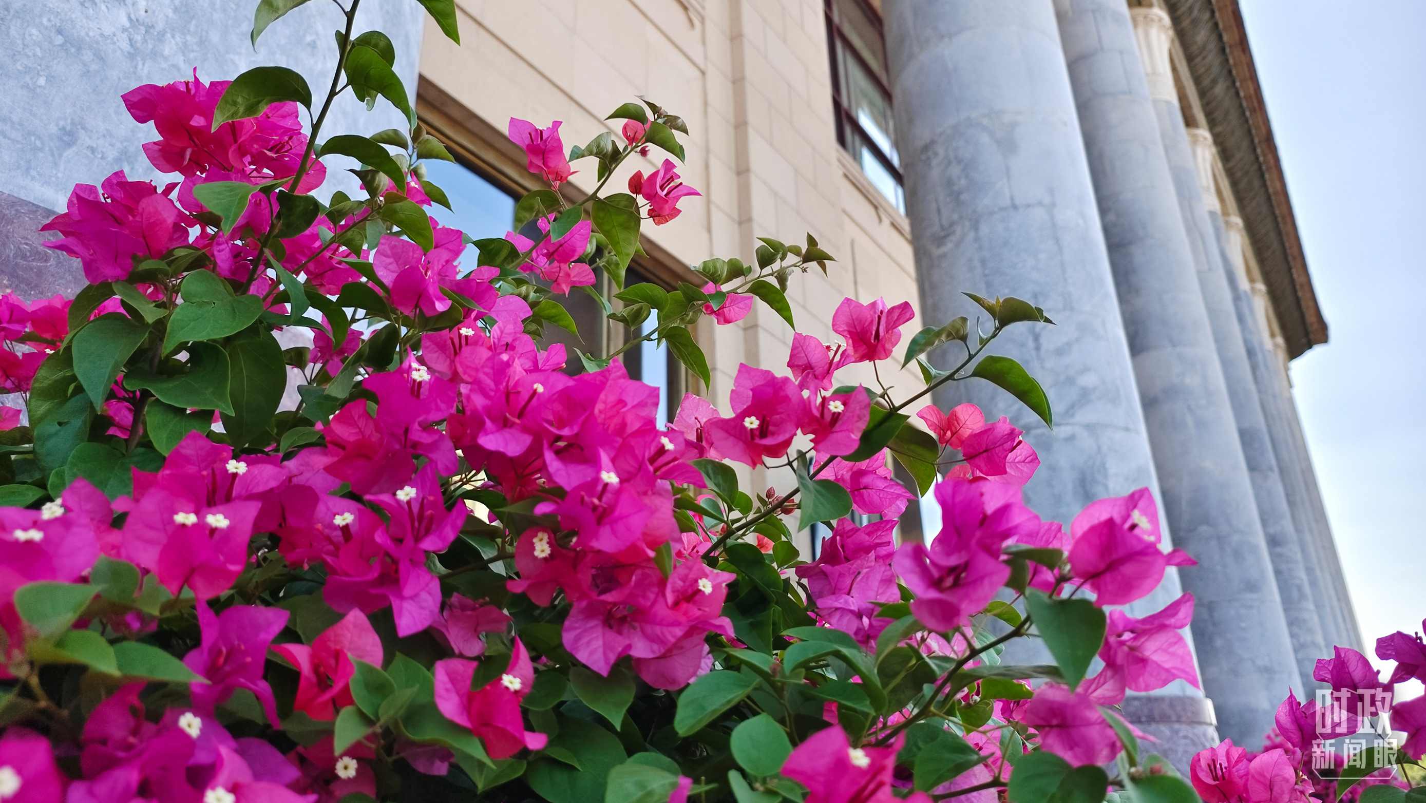 △人民大會(huì)堂外花團(tuán)錦簇。（總臺(tái)央視記者韓銳拍攝）