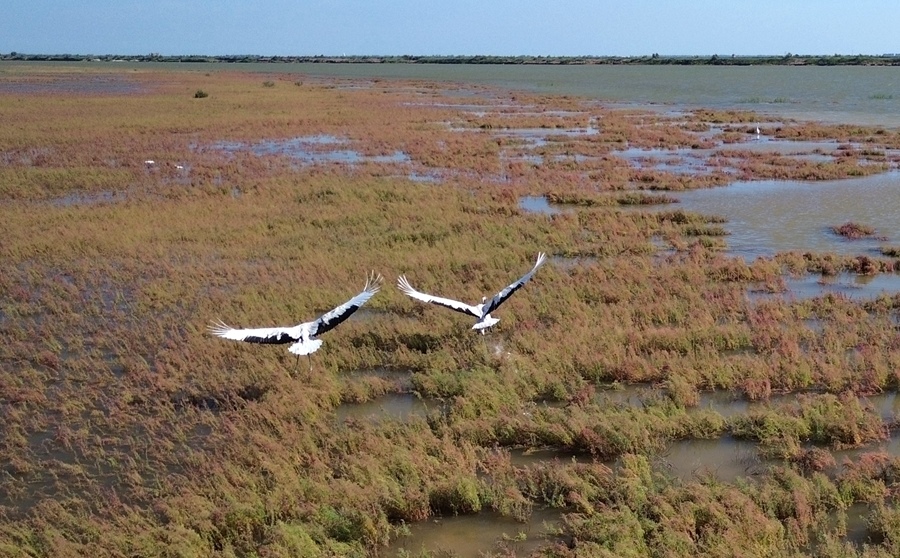 2024年8月28日，丹頂鶴在黃河三角洲國家級自然保護區(qū)展翅翱翔（無人機照片）。新華社記者 徐速繪 攝