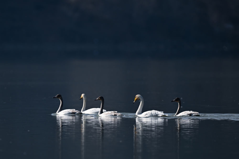 2023年11月30日，天鵝在青海省海東市化隆回族自治縣群科鎮(zhèn)境內(nèi)的黃河上游弋。近年來，青海省加大力度保護(hù)治理境內(nèi)黃河流域，改善當(dāng)?shù)厣鷳B(tài)環(huán)境，為越冬候鳥提供良好棲息地。