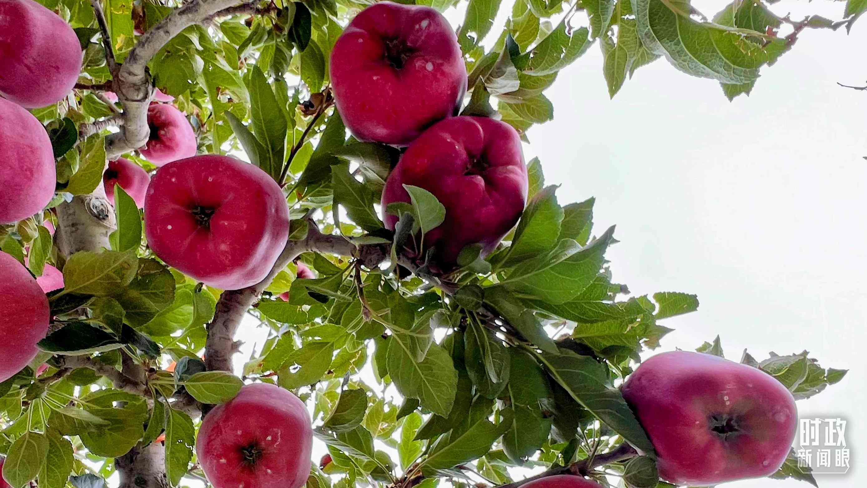△南山花牛蘋果基地是元帥系蘋果生產(chǎn)基地。（總臺央視記者程鋮拍攝）