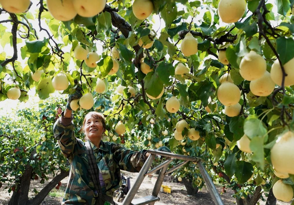 9月13日，河北省晉州市的農(nóng)民在果園采摘鴨梨。新華社記者楊世堯 攝