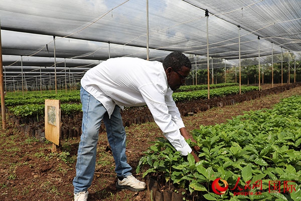 農(nóng)場協(xié)調(diào)員艾哈邁德·耶曼正在檢查咖啡幼苗。人民網(wǎng)記者 沈小曉攝