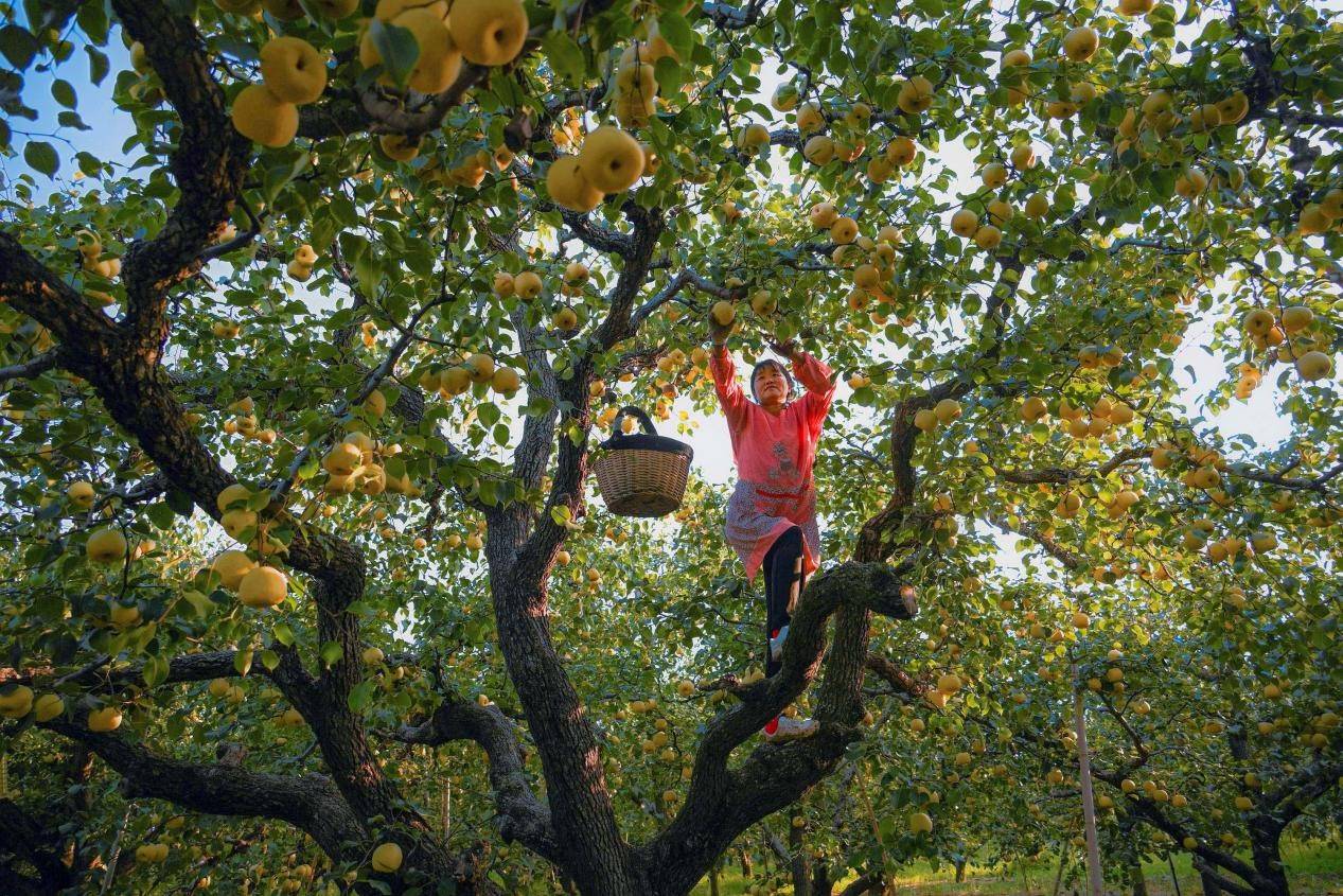 2024年10月4日，安徽省宿州市碭山縣程莊鎮(zhèn)衡樓村百年老梨園里，梨農(nóng)在忙著采摘酥梨。來源:人民圖片