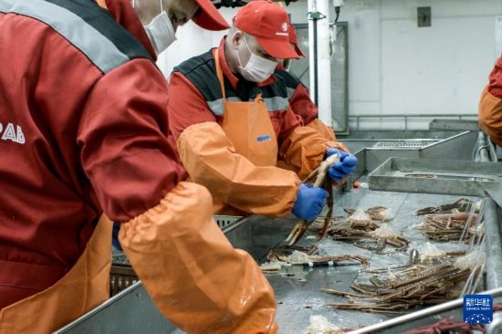 俄羅斯蟹業(yè)集團(tuán)的工作人員在生產(chǎn)線上加工產(chǎn)品（資料照片）。新華社發(fā)（俄羅斯蟹業(yè)集團(tuán)供圖）