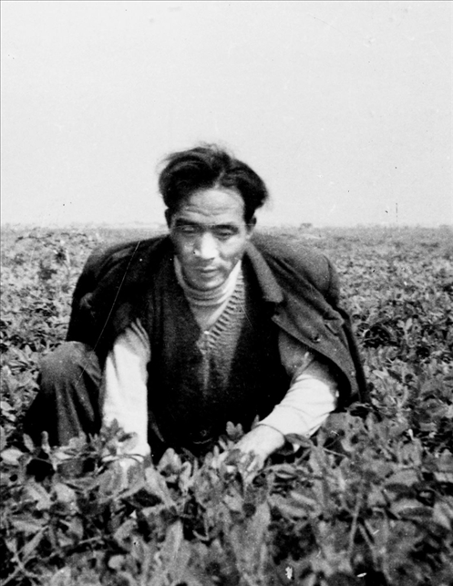 在蘭考期間，焦裕祿在田間勞動的情景。