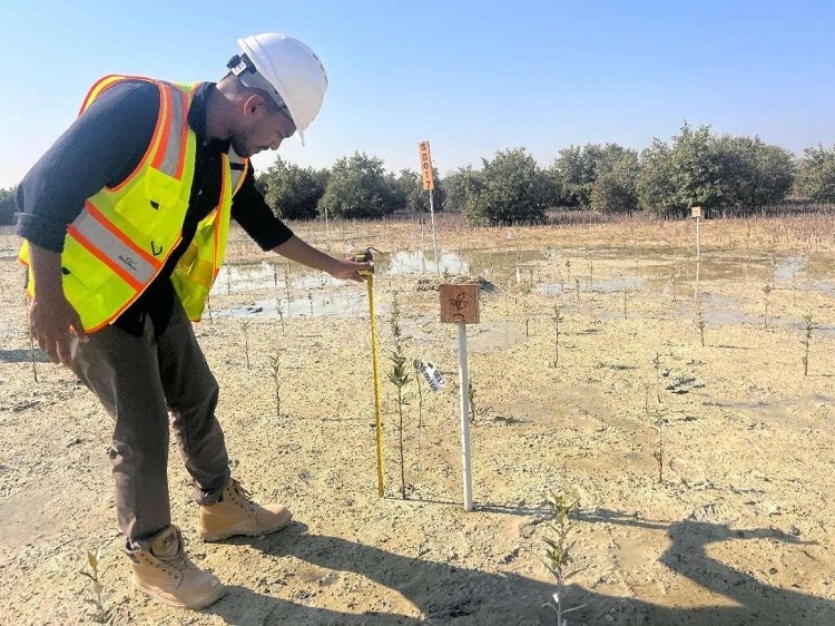 工作人員在監(jiān)測紅樹苗生長情況。中國土木供圖