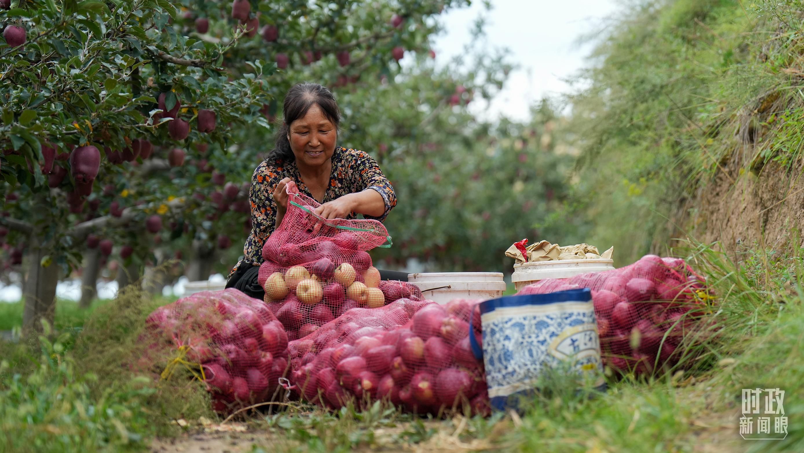 △甘肅天水的花牛蘋果已經(jīng)成為當(dāng)?shù)厝罕姷摹吧鷳B(tài)果”“致富果”。（總臺(tái)記者李晉拍攝）