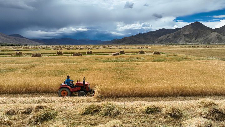 2024年9月10日在西藏日喀則市白朗縣巴扎鄉(xiāng)拍攝的秋收場景（無人機照片）。新華社記者 晉美多吉 攝