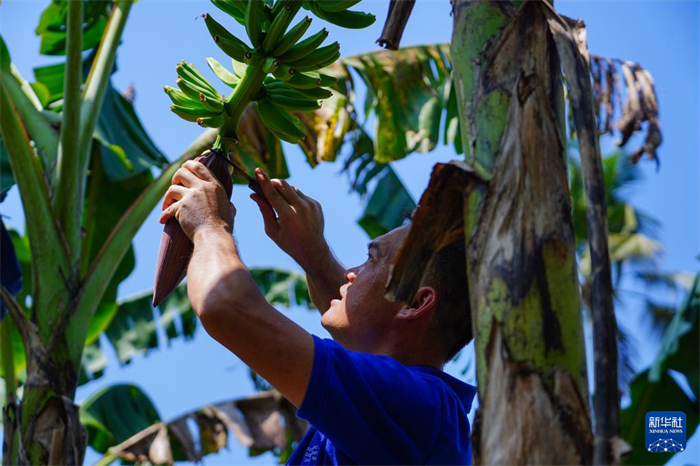 12月23日，中國(guó)熱帶農(nóng)業(yè)科學(xué)院專家趙增賢在斯里蘭卡馬坎杜拉為當(dāng)?shù)剞r(nóng)戶做技術(shù)示范。新華社記者 陳冬書 攝