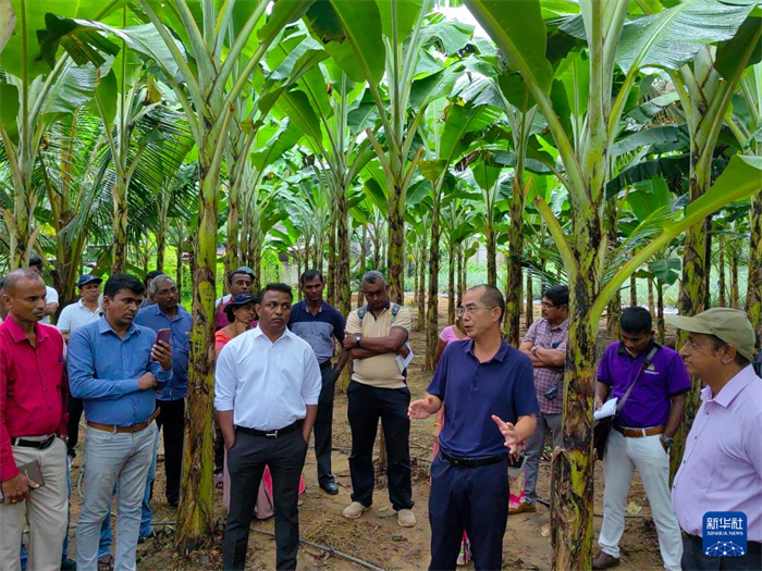 10月10日，在斯里蘭卡霍勒訥的一處香蕉示范基地，中國(guó)、聯(lián)合國(guó)糧農(nóng)組織與斯里蘭卡南南合作項(xiàng)目中國(guó)專家組組長(zhǎng)孫德權(quán)為當(dāng)?shù)剞r(nóng)民進(jìn)行技術(shù)培訓(xùn)。新華社發(fā)（中國(guó)、聯(lián)合國(guó)糧農(nóng)組織與斯里蘭卡南南合作項(xiàng)目專家組供圖）