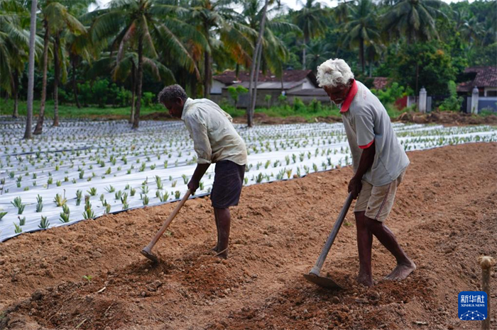 12月23日，斯里蘭卡馬坎杜拉的農(nóng)民在菠蘿田地里勞作。新華社記者 陳冬書 攝