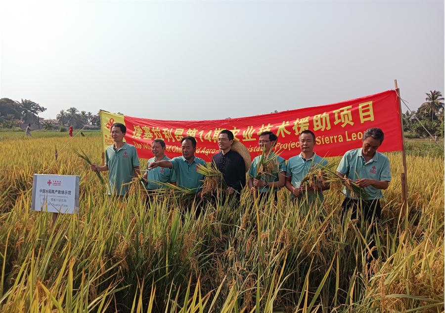 中國駐塞拉利昂大使王擎和援塞農(nóng)業(yè)專家組合影。中國援塞農(nóng)業(yè)專家組供圖