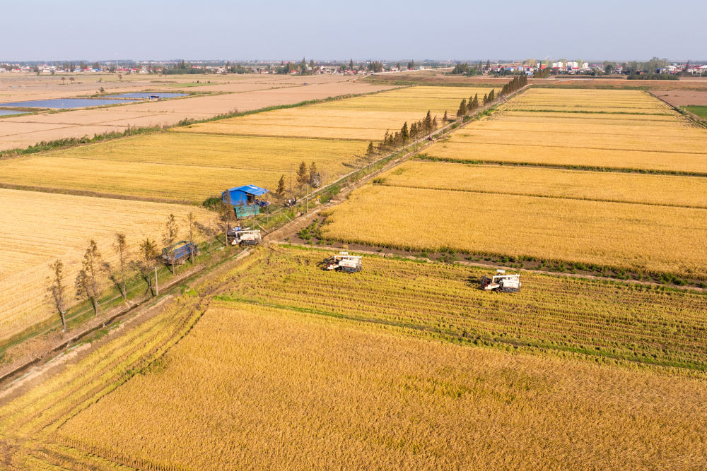 2024年11月1日，在湖南華容縣團洲垸，村民駕駛收割機收獲水稻（無人機照片）。新華社記者陳思汗 攝