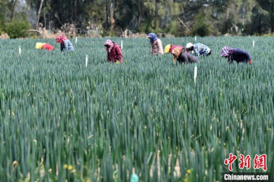 福建平潭：鹽堿地管護忙