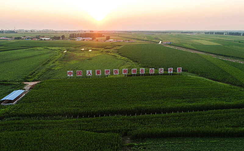 2020年7月23日拍攝的吉林省梨樹(shù)縣國(guó)家百萬(wàn)畝綠色食品原料（玉米）標(biāo)準(zhǔn)化生產(chǎn)基地核心示范區(qū)（無(wú)人機(jī)照片）。新華社記者 許暢 攝