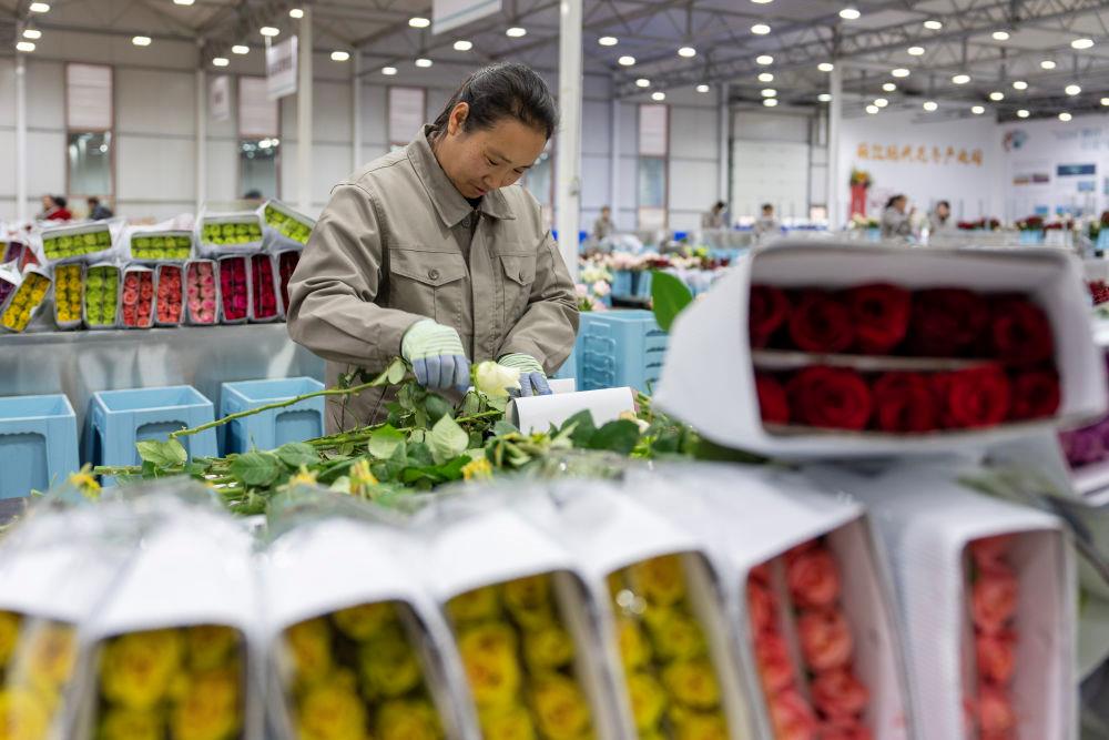 △近日，工作人員在云南麗江現(xiàn)代花卉產(chǎn)業(yè)園包裝鮮花。