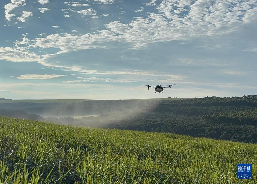 3月25日，在南非夸祖魯-納塔爾省的方廷希爾莊園，中國農(nóng)用無人機(jī)為甘蔗林噴灑殺菌劑。新華社記者 白舸 攝