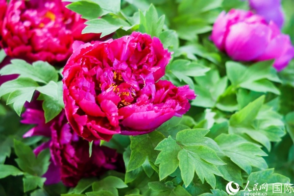 洛陽國家牡丹園牡丹盛開。 人民網(wǎng)記者 魯揚攝