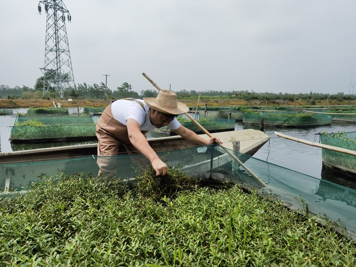 陳樹在湖北省仙桃市剅河鎮(zhèn)余腦村黃鱔繁育基地觀察黃鱔長勢。新華社記者宋立崑 攝