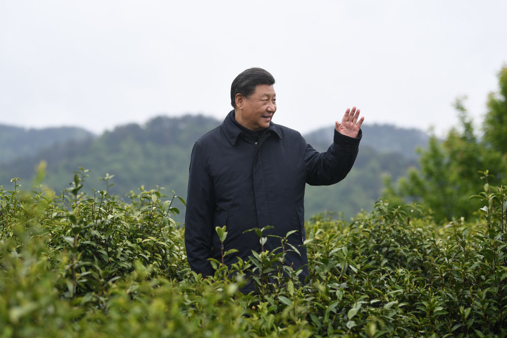 2020年4月21日，習(xí)近平總書記來到陜西安康市平利縣老縣鎮(zhèn)，在茶園考察脫貧攻堅情況。新華社記者 燕雁 攝